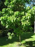 Pouteria campechiana